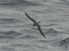 Pterodroma cahow