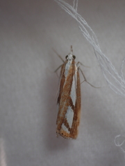 Catoptria latiradiellus