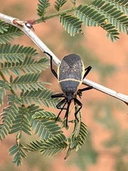 Largus succinctus