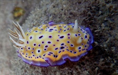 Goniobranchus kuniei