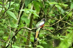Trogon elegans