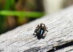 Maratus chrysomelas