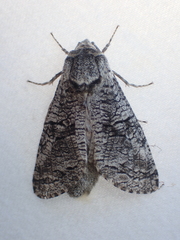 Acossus
