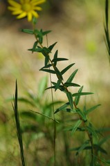Image of Phoebanthus grandiflora