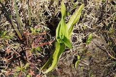 Habenaria repens