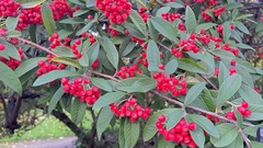 Cotoneaster coriaceus