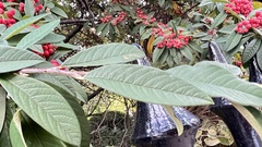 Cotoneaster coriaceus