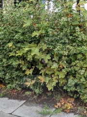 Acer pseudoplatanus