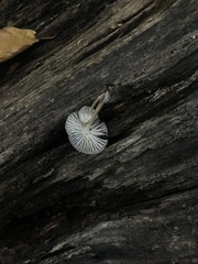Marasmius calhouniae