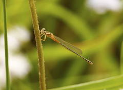Xanthagrion erythroneurum