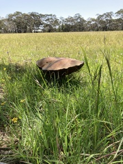 Phlebopus marginatus