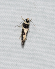 Macrobathra trithyra