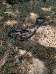 Drymarchon melanurus