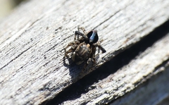 Maratus chrysomelas