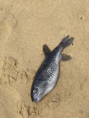 Arothron firmamentum