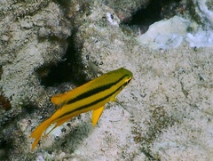 Neoglyphidodon nigroris