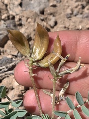 Astragalus cibarius
