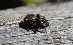 Maratus chrysomelas