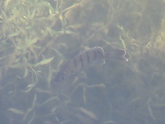 Lepomis macrochirus purpurascens