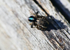 Maratus chrysomelas