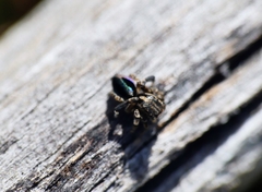 Maratus chrysomelas