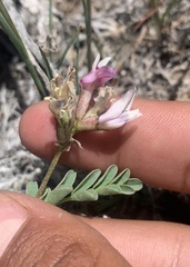 Astragalus cibarius