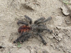 Avicularia