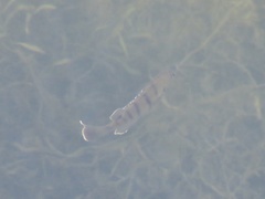 Lepomis macrochirus purpurascens