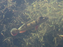 Cichla ocellaris
