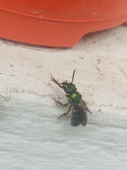 Augochlorini