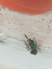 Augochlorini