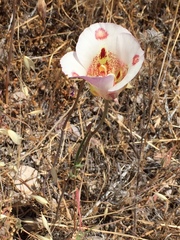 Calochortus venustus