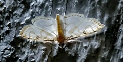 Spilomelinae