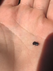 Hololepta