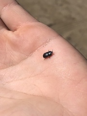 Hololepta