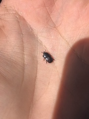 Hololepta