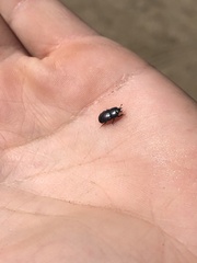 Hololepta