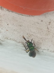 Augochlorini