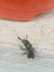 Augochlorini