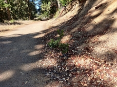 Arctostaphylos regismontana