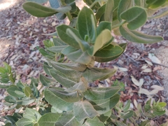 Arctostaphylos regismontana