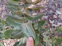 Arctostaphylos regismontana