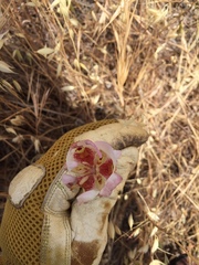 Calochortus venustus