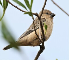 Sporophila