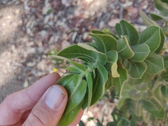 Arctostaphylos regismontana