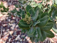 Arctostaphylos regismontana