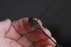 Rhionaeschna psilus