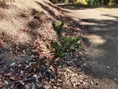 Arctostaphylos regismontana