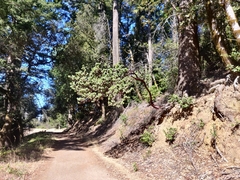 Arctostaphylos regismontana