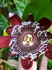 Passiflora alata